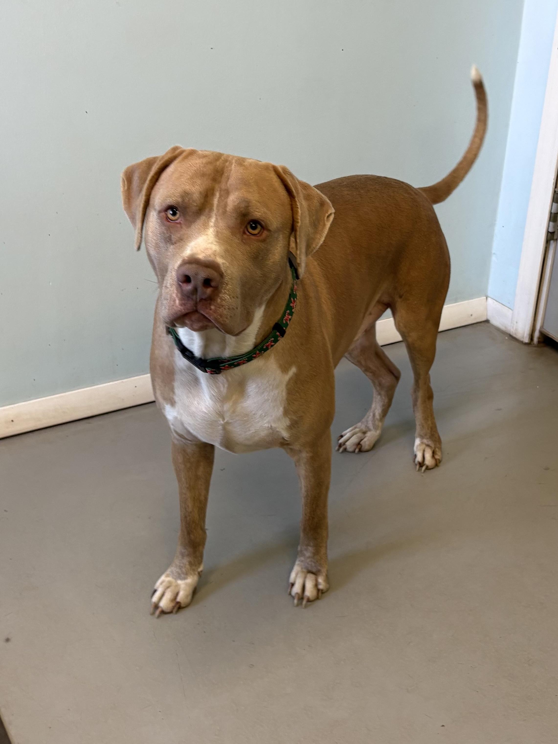 Enlarge Smokey, a Adopted mixed breed in Big Rapids, MI image 2/2