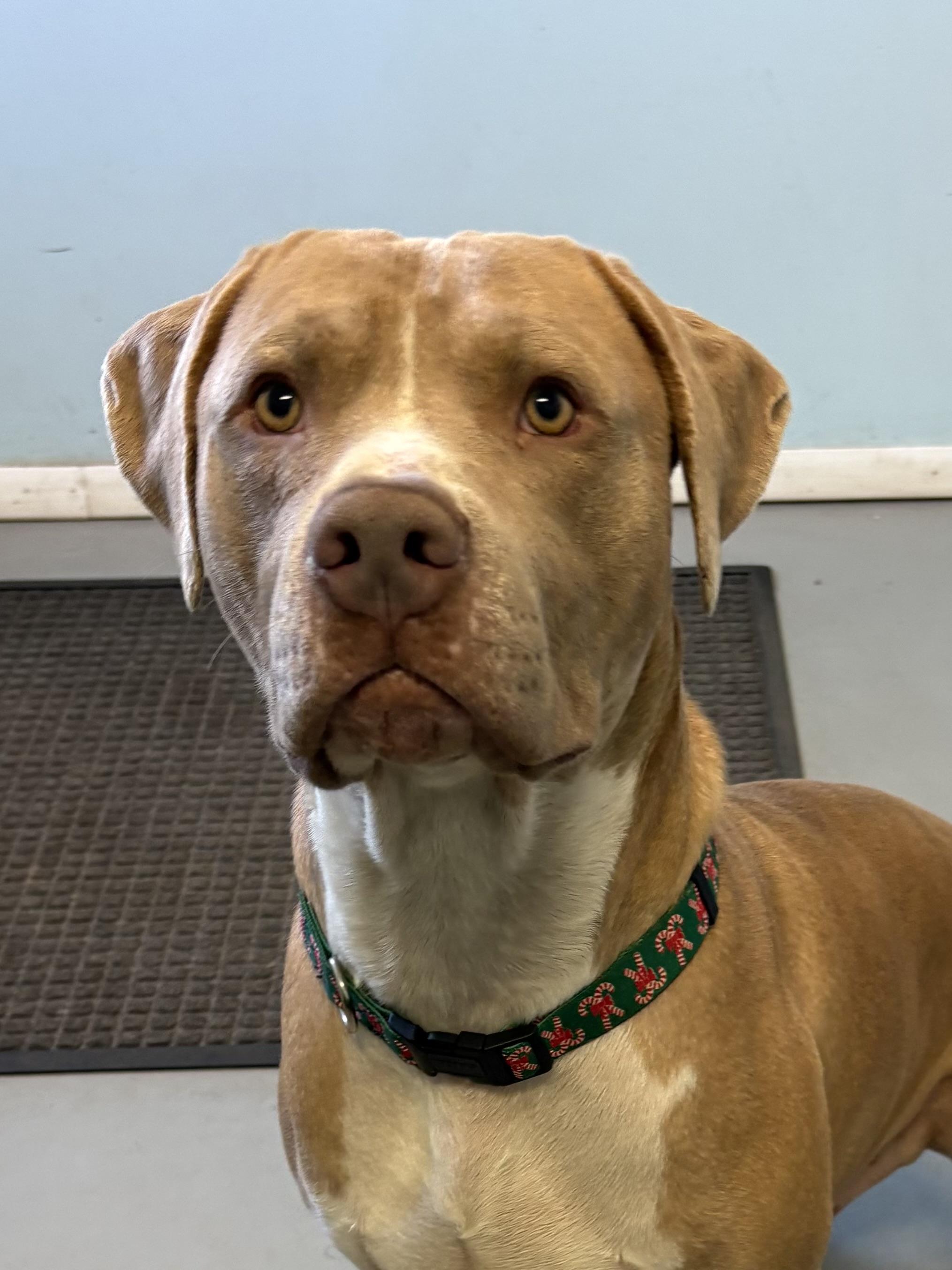 Enlarge Smokey, a Adopted mixed breed in Big Rapids, MI image 1/2