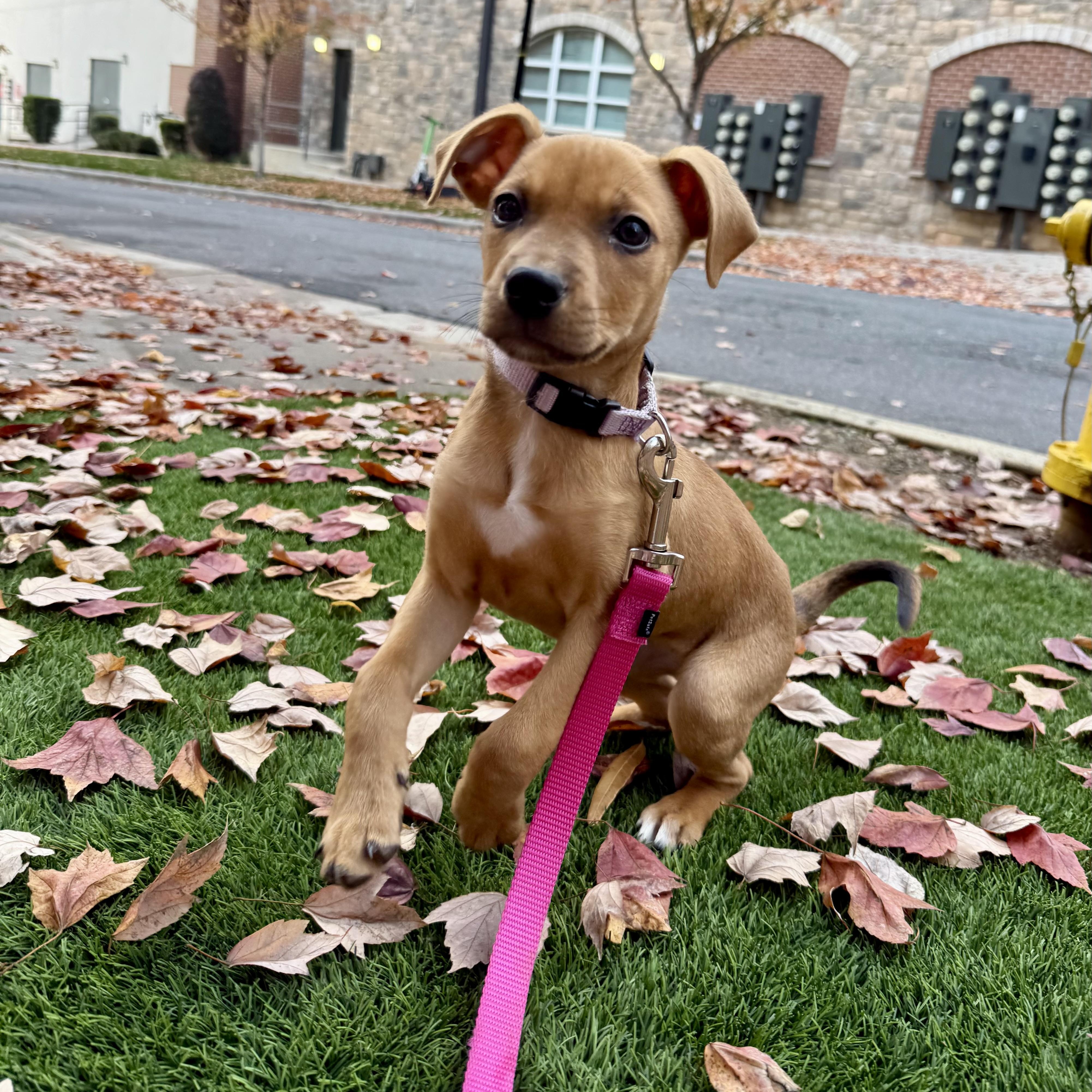Izzy, an adopted mixed breed in Charlotte, NC image 1/4