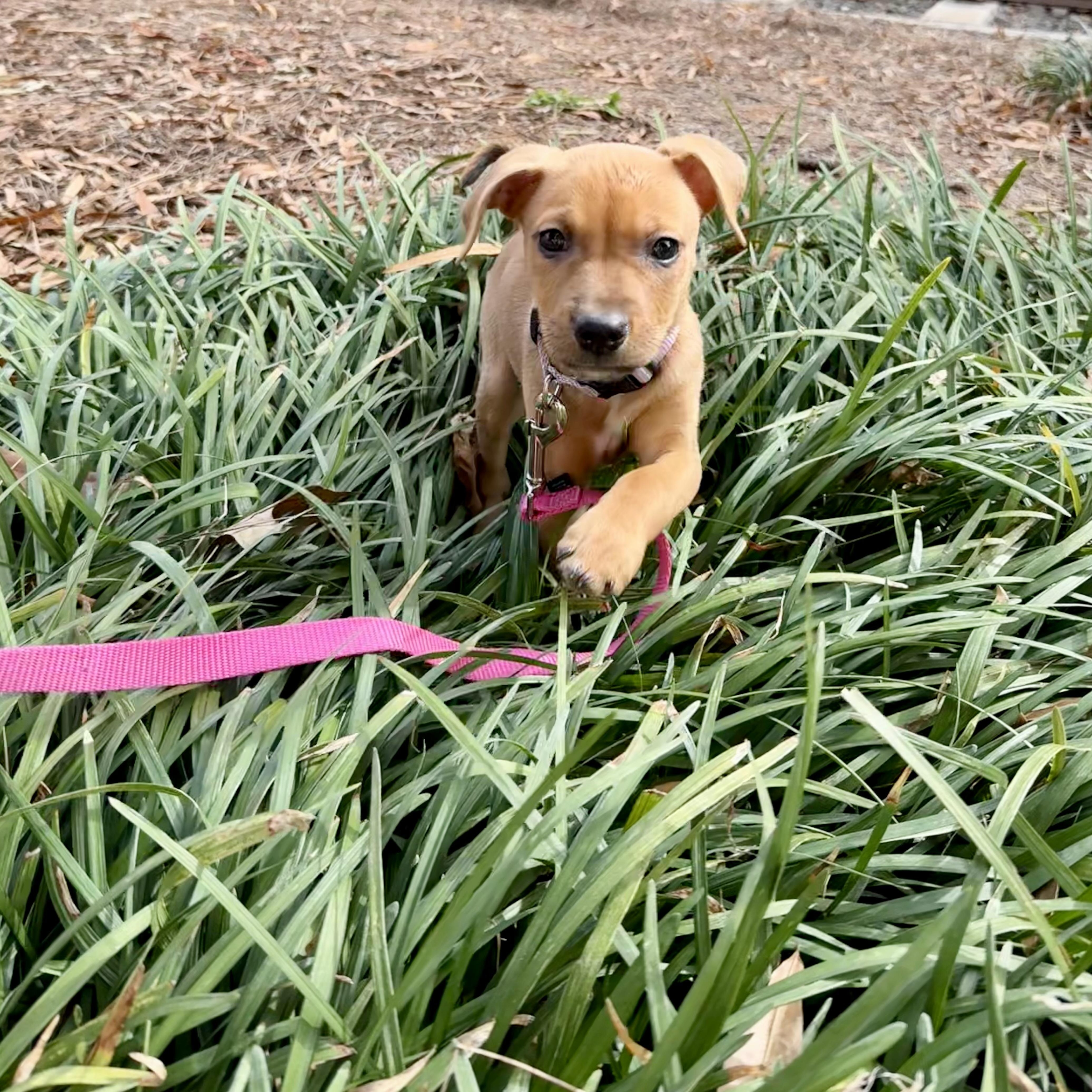 Izzy, an adopted mixed breed in Charlotte, NC image 3/4
