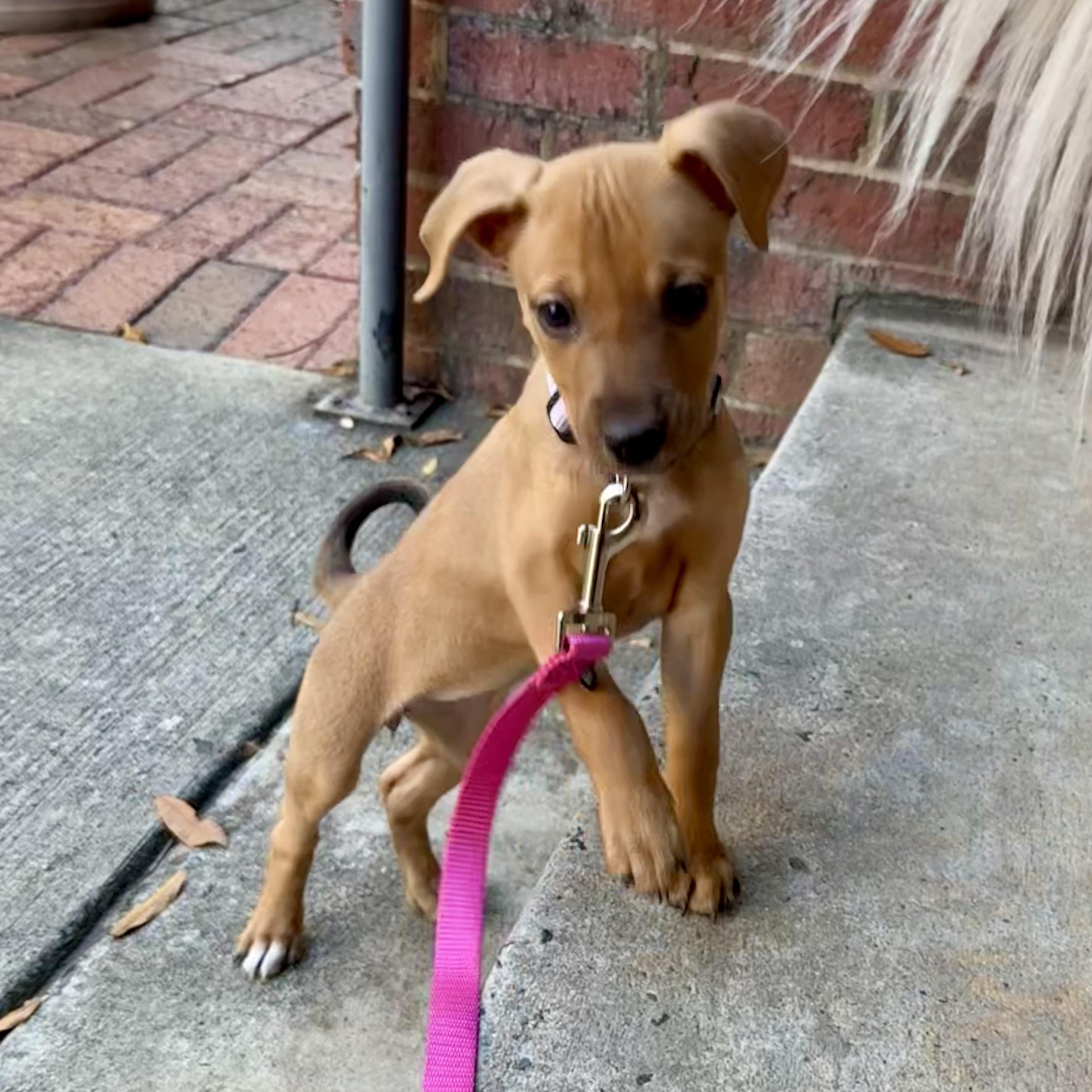 Izzy, an adopted mixed breed in Charlotte, NC image 4/4