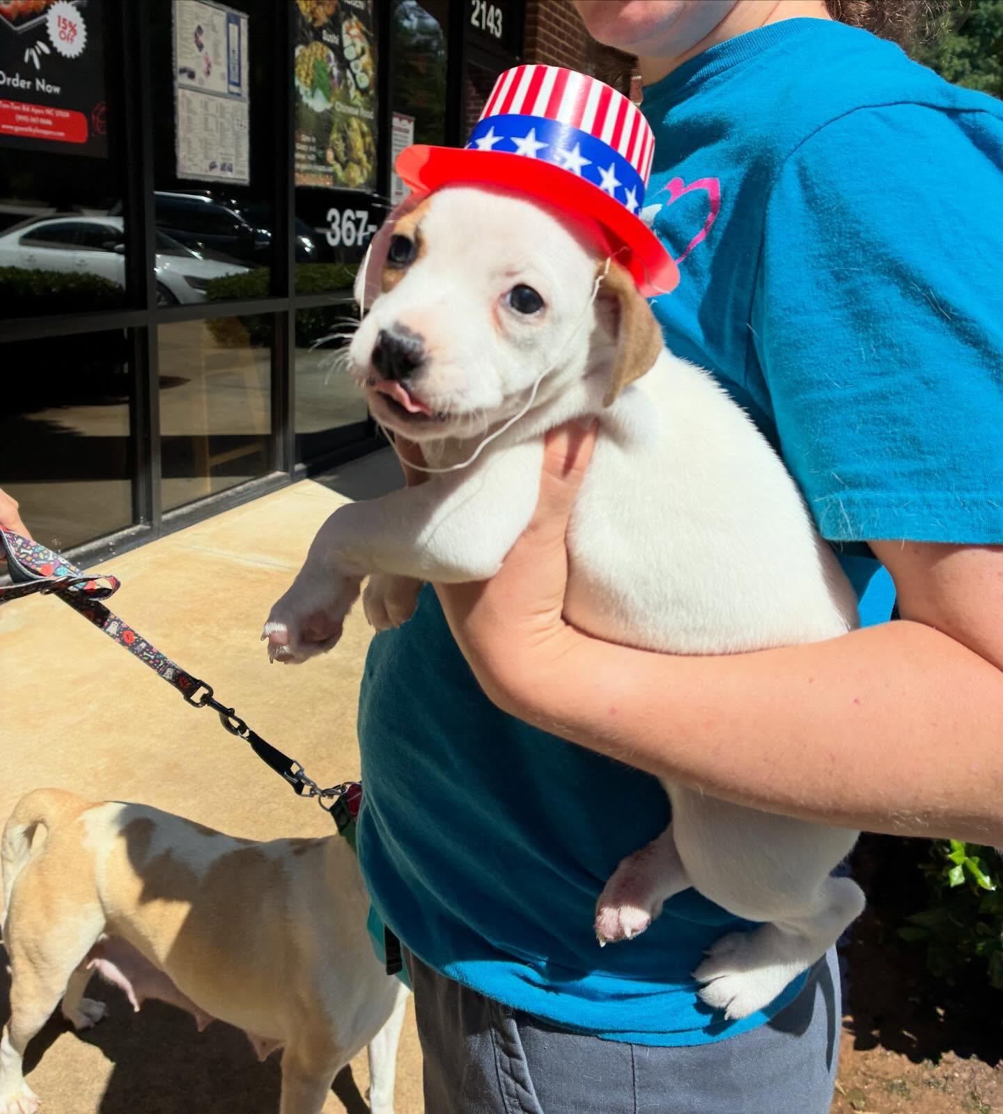 Ashli, a ADOPTABLE mixed breed in Raleigh, NC image 1/4
