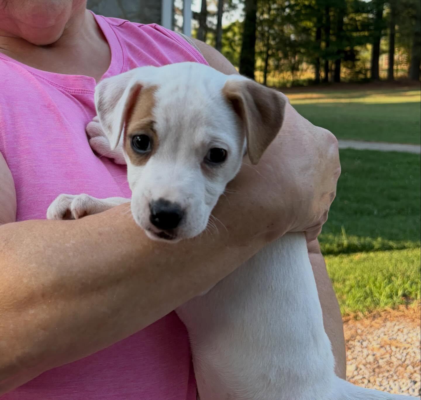 Ashli, a ADOPTABLE mixed breed in Raleigh, NC image 3/4