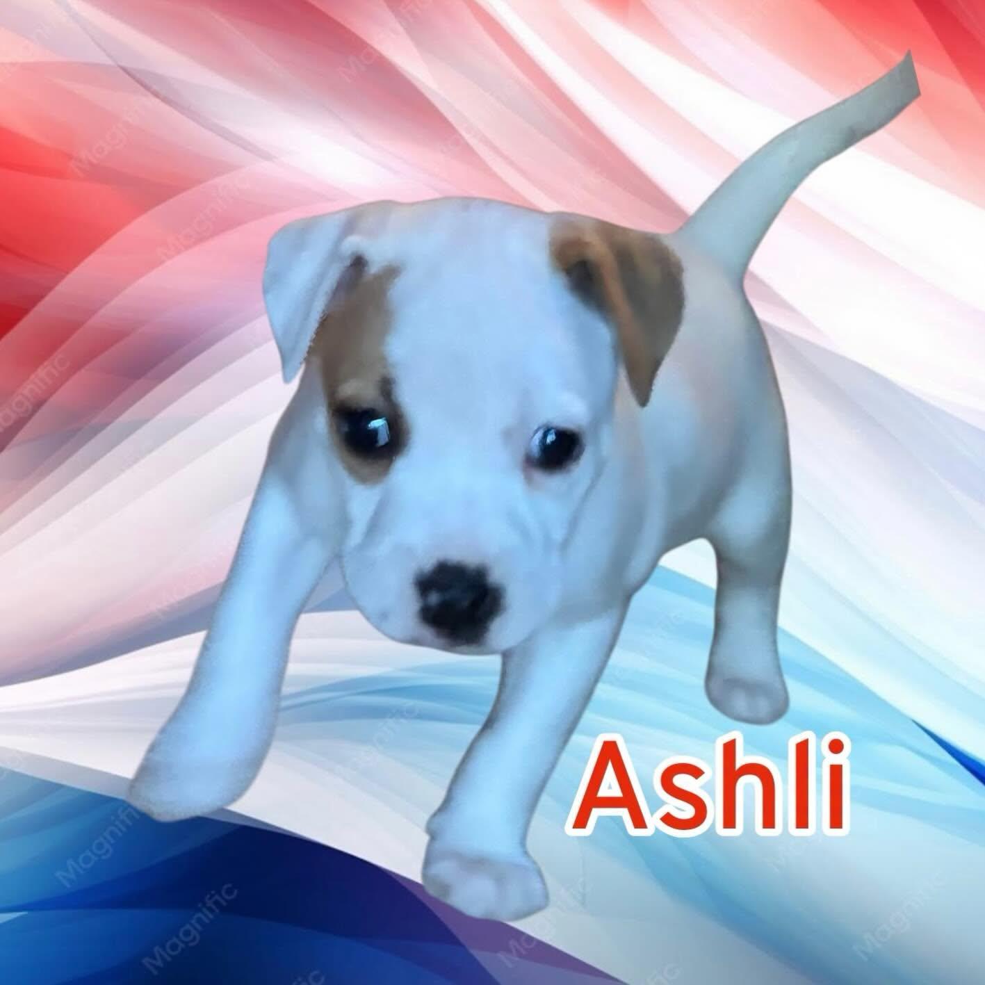Ashli, a ADOPTABLE mixed breed in Raleigh, NC image 2/4
