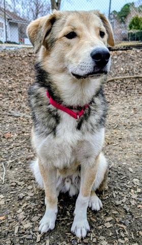 Sawyer, a ADOPTABLE mixed breed in Prince Frederick, MD image 2/3