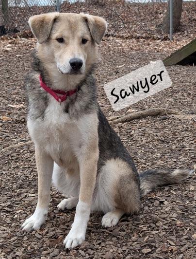 Sawyer, a ADOPTABLE mixed breed in Prince Frederick, MD image 1/3