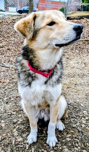 Sawyer, a ADOPTABLE mixed breed in Prince Frederick, MD image 3/3