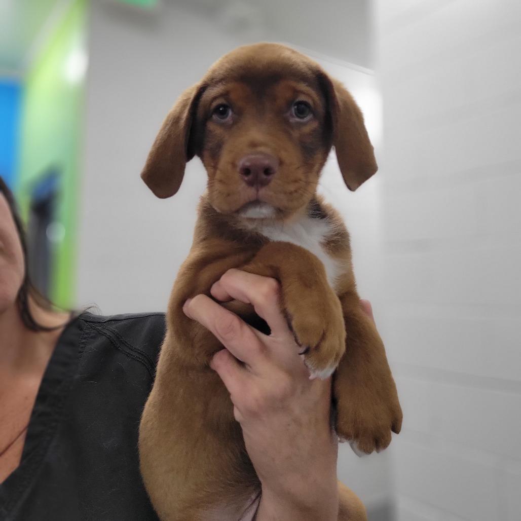 Yoda, Adoptable, Puppy Male Retriever & Mixed Breed.