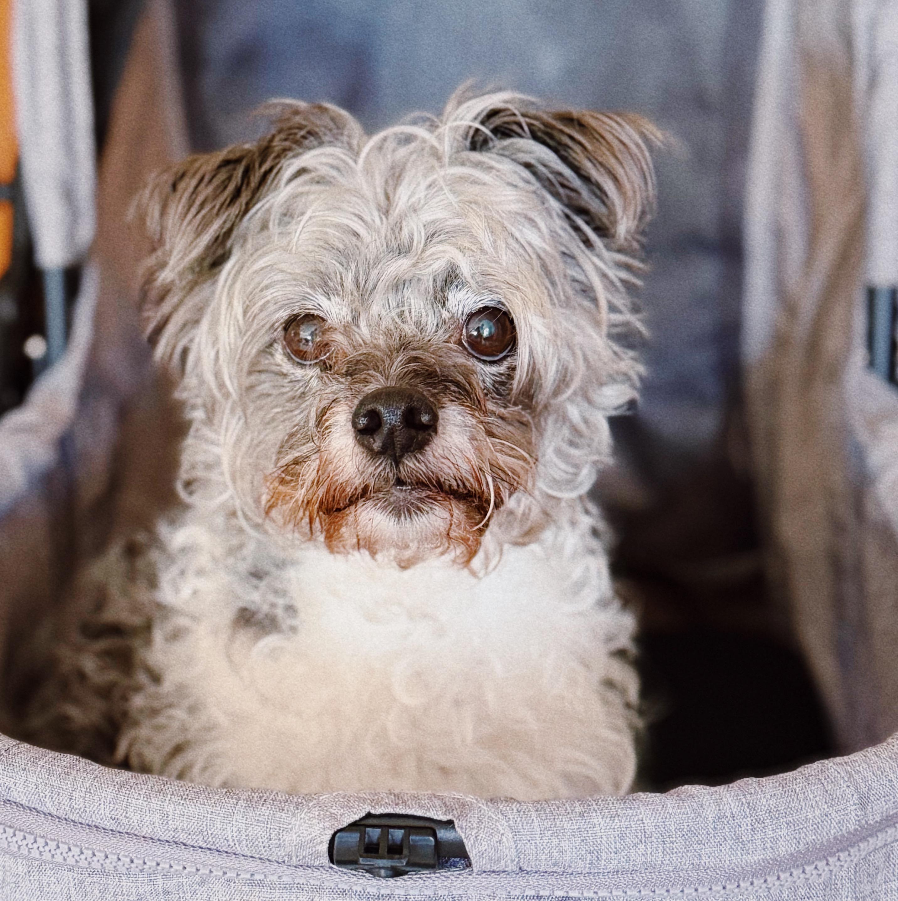Enlarge Winston, an adopted mixed breed in Roberts Creek, BC image 1/1