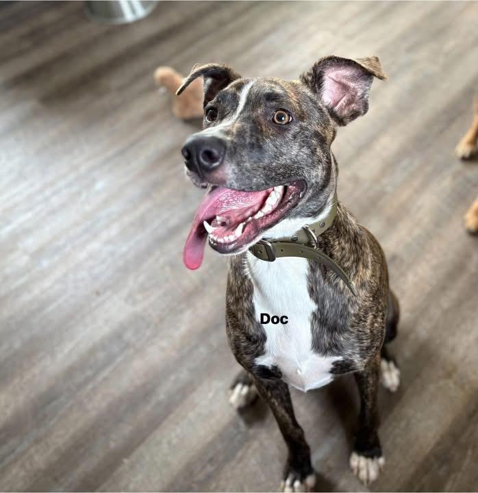 Doc Holiday, ADOPTABLE, Young Male Great Dane.