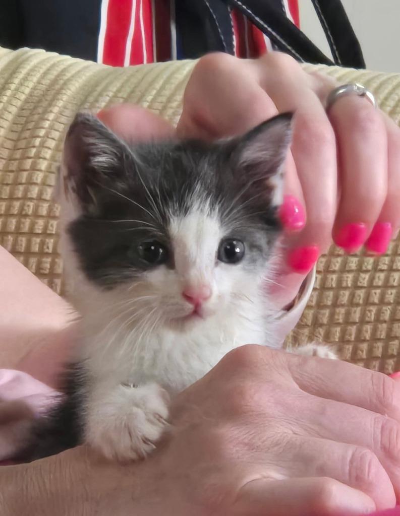 Teddie, Adoptable, Young Male Domestic Short Hair.