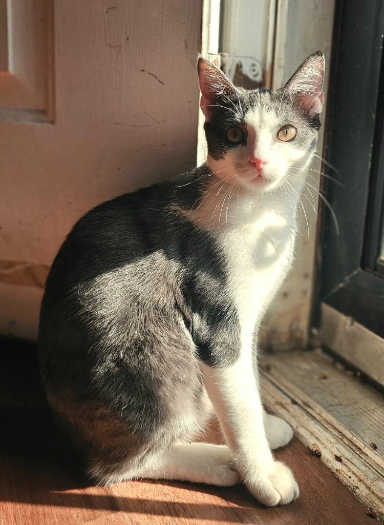 Enlarge Teddie, a Adoptable mixed breed in Fayetteville, TN image 2/2