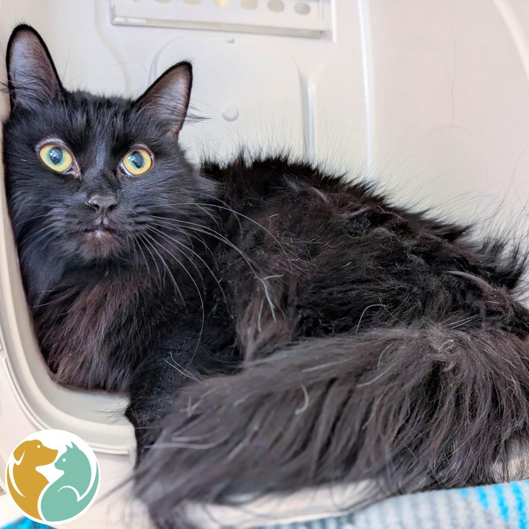 Enlarge My name Jeff, a Adoptable Domestic Medium Hair in Toledo, OH image 1/1