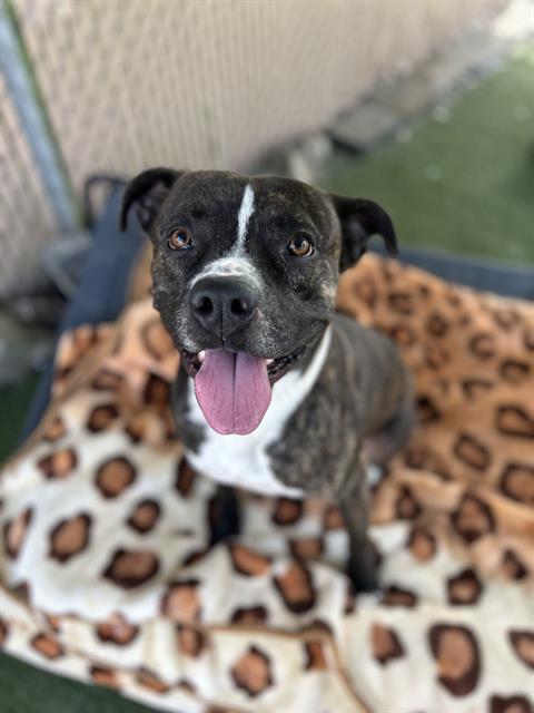 POE, Adoptable, Adult Male Pit Bull Terrier & Mixed Breed.