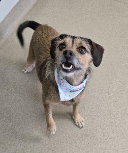 Roxy, adopted, Adult Female Terrier.