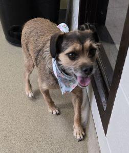 Roxy, an adopted Terrier in Bucyrus, OH image 4/5