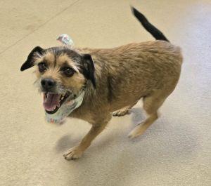 Roxy, an adopted Terrier in Bucyrus, OH image 2/5