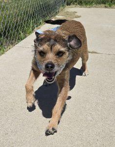 Roxy, an adopted Terrier in Bucyrus, OH image 3/5