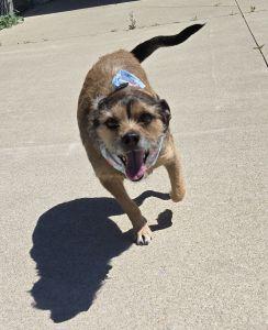 Roxy, an adopted Terrier in Bucyrus, OH image 5/5