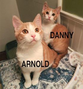 Enlarge Arnold, a ADOPTABLE American Shorthair in Glendale, CA image 3/4