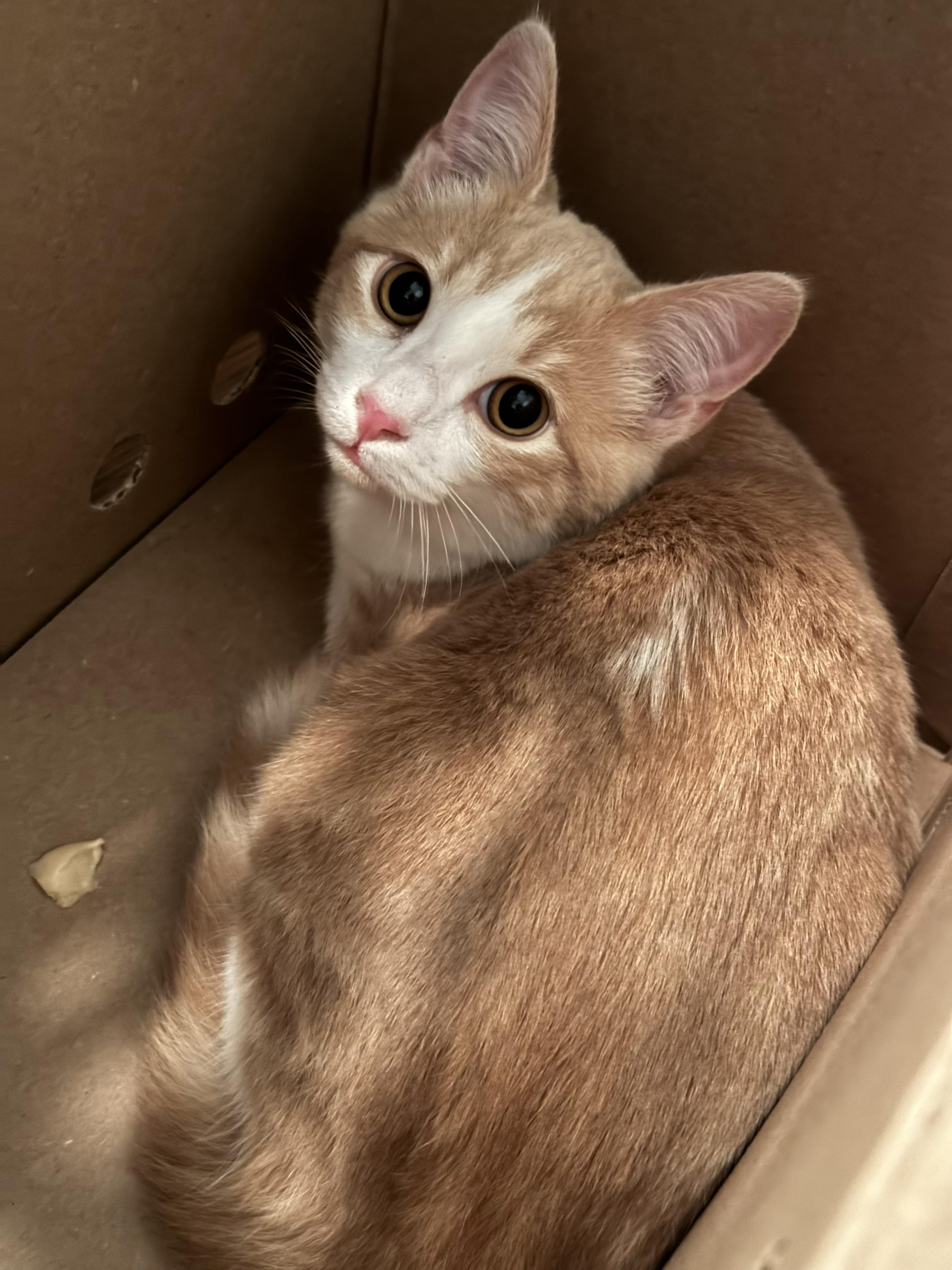 Enlarge Arnold, a ADOPTABLE American Shorthair in Glendale, CA image 2/4