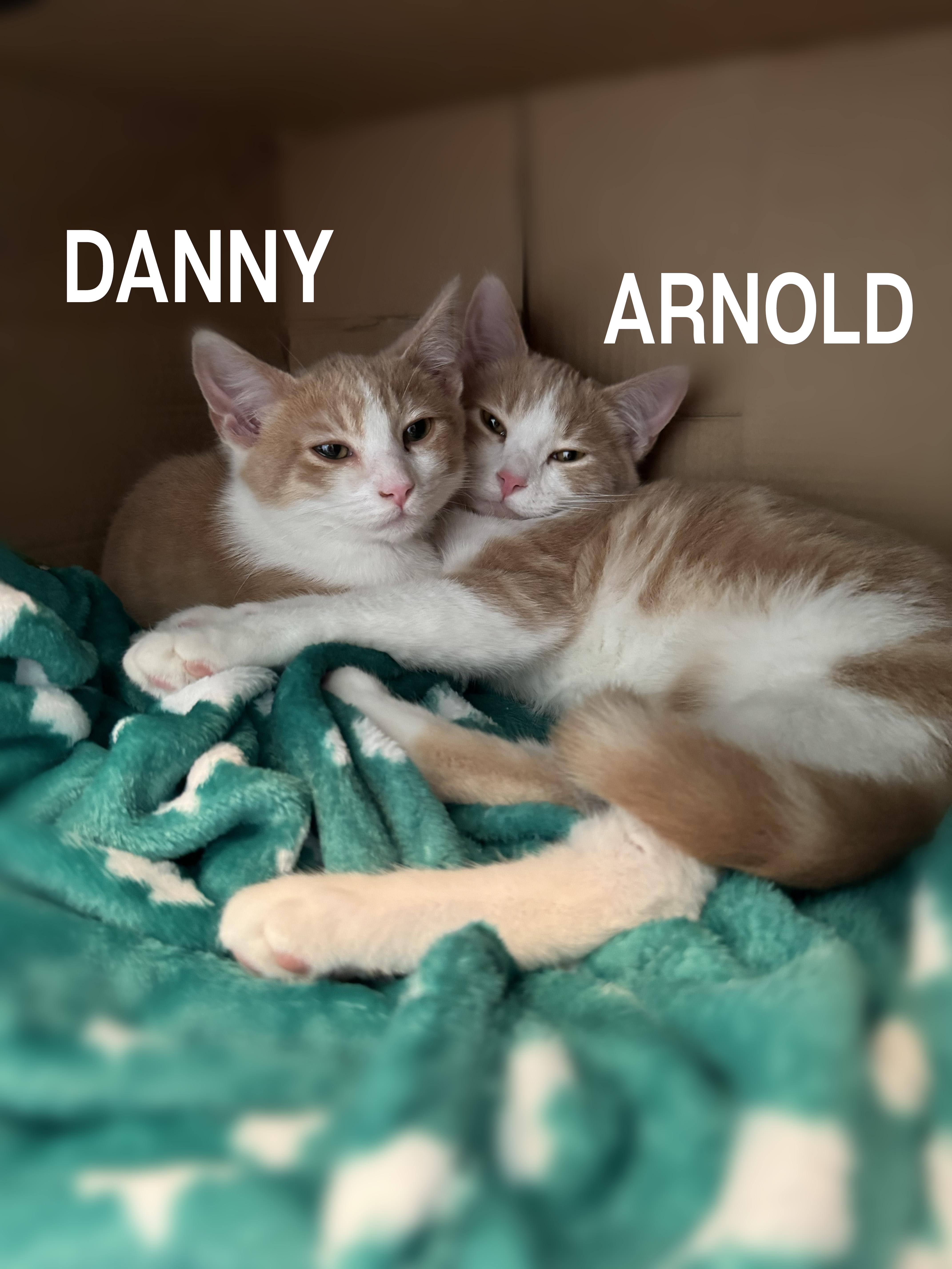 Enlarge Arnold, a ADOPTABLE American Shorthair in Glendale, CA image 4/4