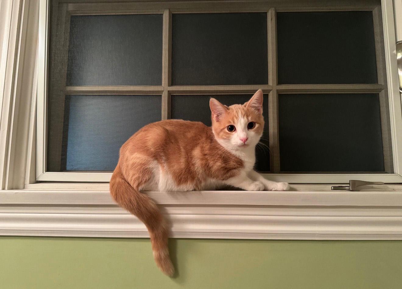 Arnold, ADOPTABLE, Kitten Male American Shorthair.