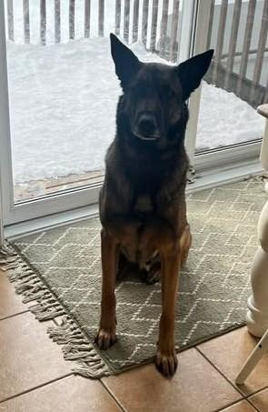 Enlarge Buck, a ADOPTABLE Belgian Shepherd / Malinois in Montreal, QC image 3/5