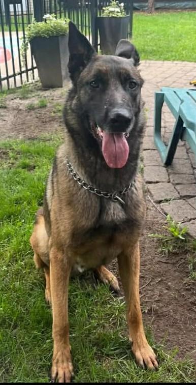 Enlarge Buck, a ADOPTABLE Belgian Shepherd / Malinois in Montreal, QC image 1/5