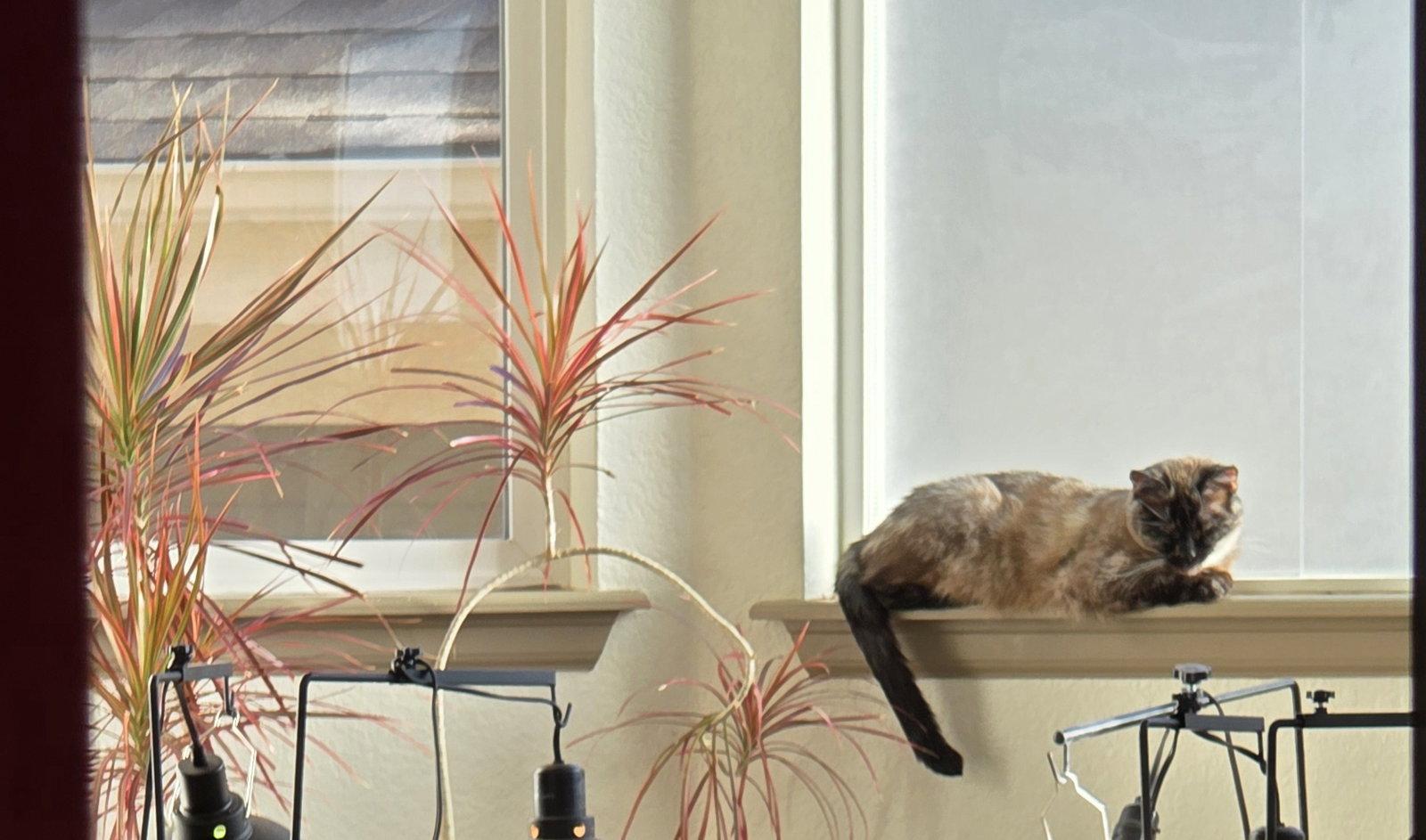 Enlarge Misha, a Adoptable Siamese in Fort Collins, CO image 2/3
