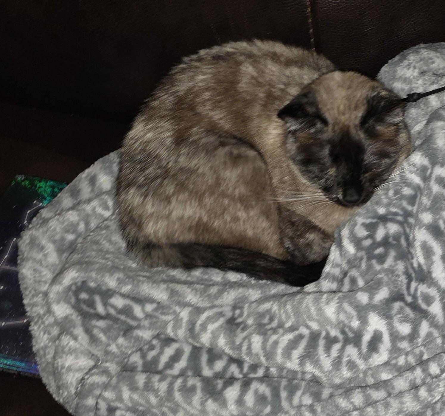 Enlarge Misha, a Adoptable Siamese in Fort Collins, CO image 3/3