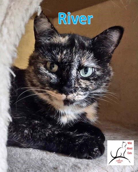 River, Adoptable, Adult Female Domestic Short Hair.