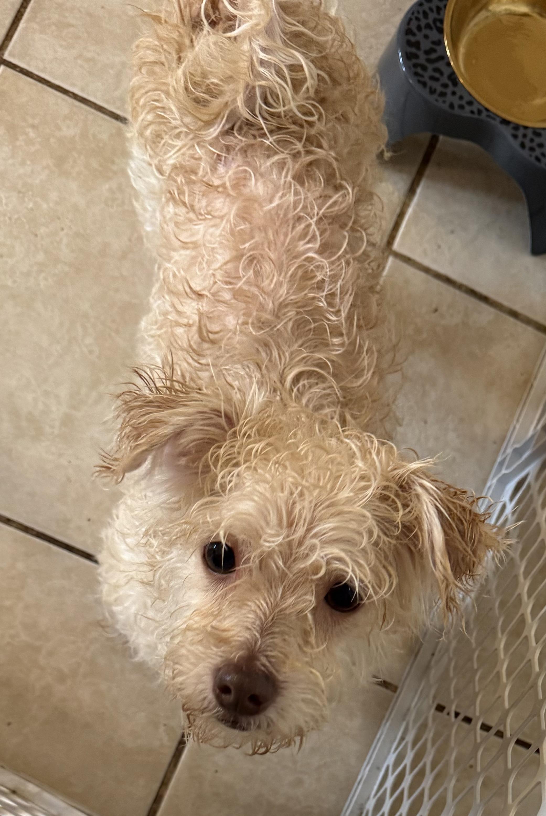 Teddy, Adopted, Young Male Pomsky & Bichon Frise.