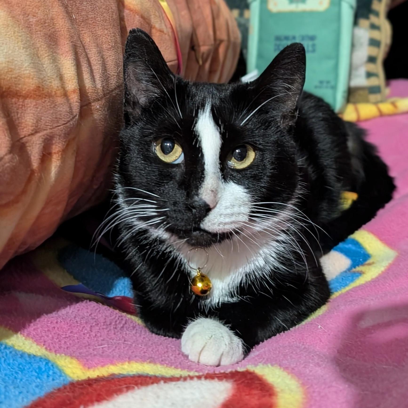 Enlarge Tiramisu, a ADOPTABLE Domestic Short Hair in New York, NY image 4/5