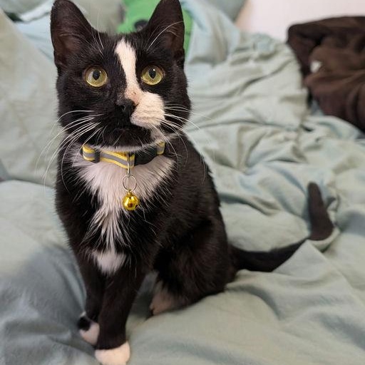 Enlarge Tiramisu, a ADOPTABLE Domestic Short Hair in New York, NY image 2/5