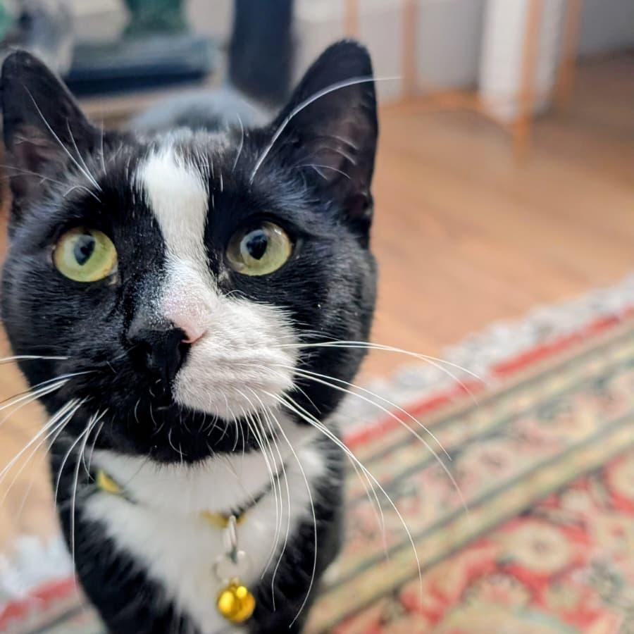 Enlarge Tiramisu, a ADOPTABLE Domestic Short Hair in New York, NY image 3/5