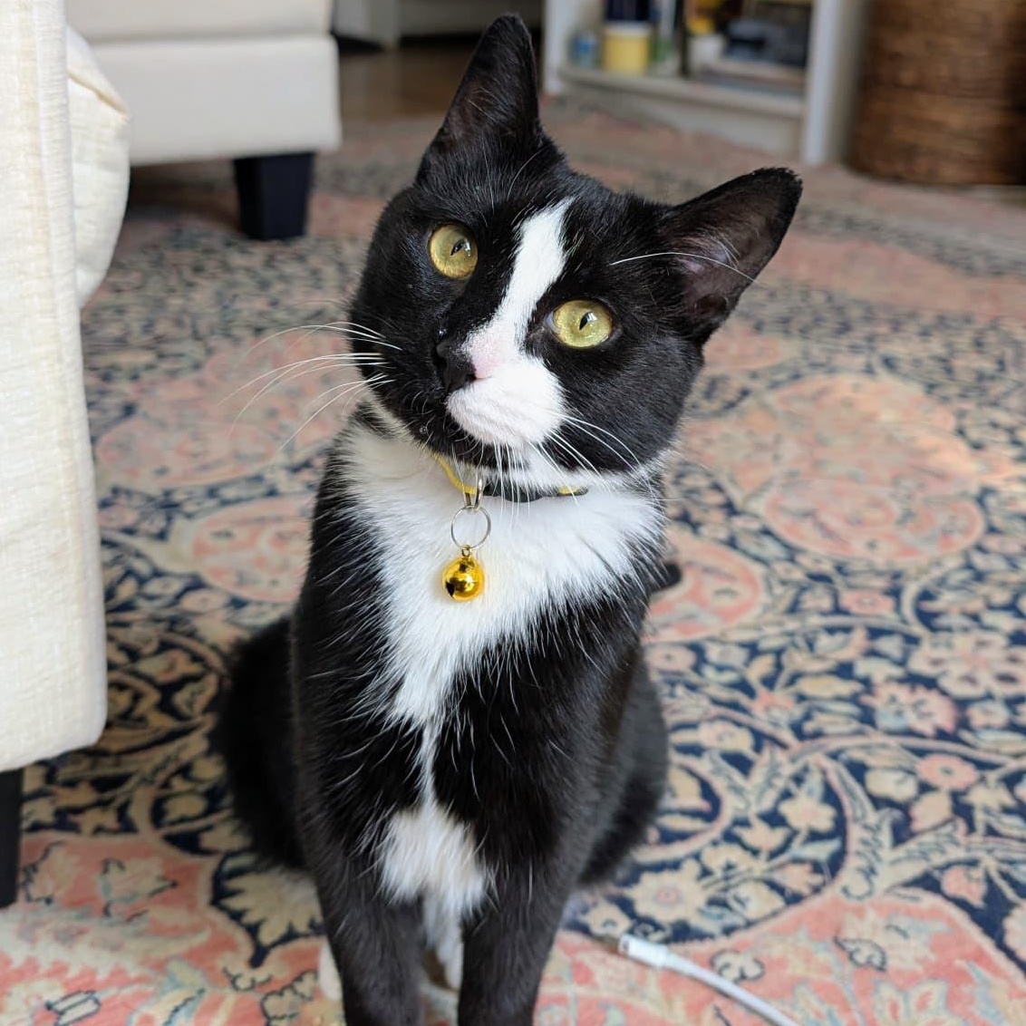 Tiramisu, ADOPTABLE, Kitten Female Domestic Short Hair.