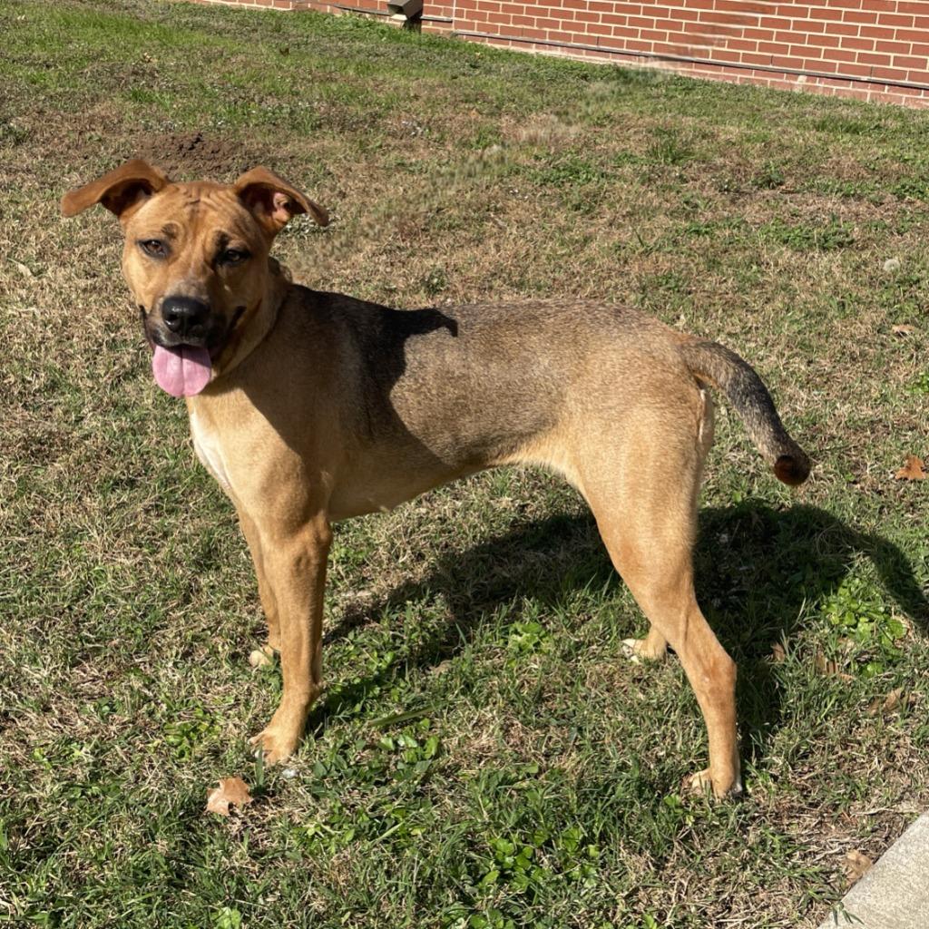 Stella, a Adoptable mixed breed in Brenham, TX image 4/6