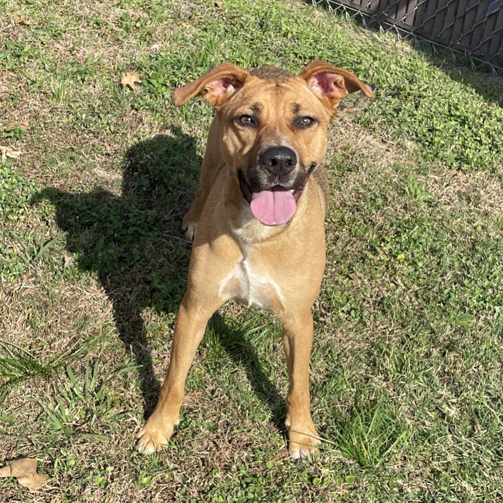 Enlarge Stella, a Adoptable mixed breed in Brenham, TX image 3/6