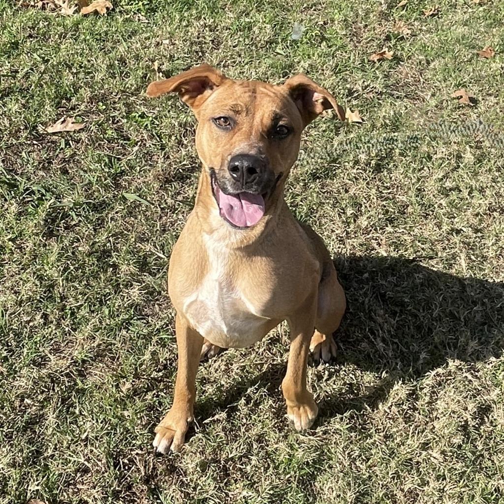 Enlarge Stella, a Adoptable mixed breed in Brenham, TX image 5/6