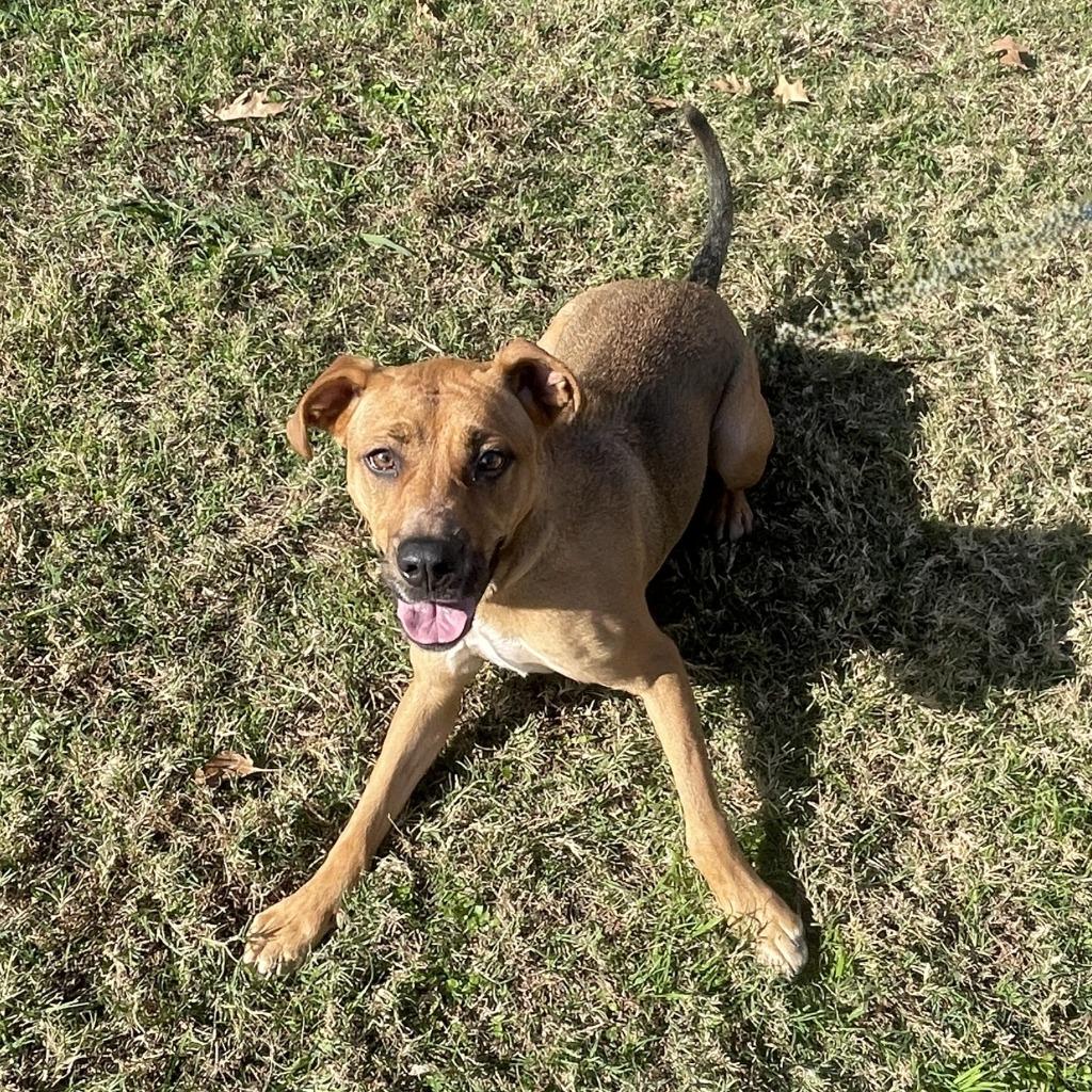 Stella, a Adoptable mixed breed in Brenham, TX image 3/6