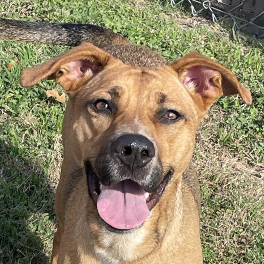 Enlarge Stella, a Found mixed breed in Brenham, TX image 1/1