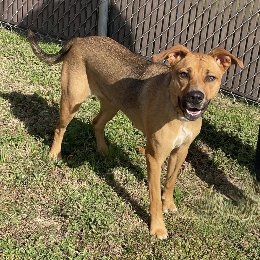 Enlarge Stella, a Adoptable mixed breed in Brenham, TX image 6/6