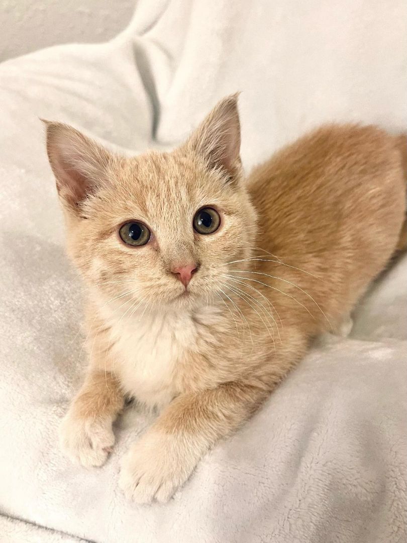 Hollie, a Adoptable Domestic Short Hair in Great Falls, MT image 1/3