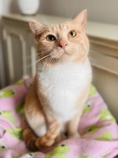 Enlarge Hollie, a Adoptable Domestic Short Hair in Great Falls, MT image 1/4