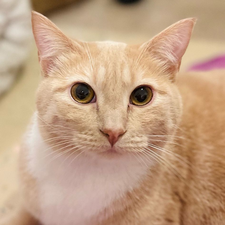 Hollie, a Adoptable Domestic Short Hair in Great Falls, MT image 2/3