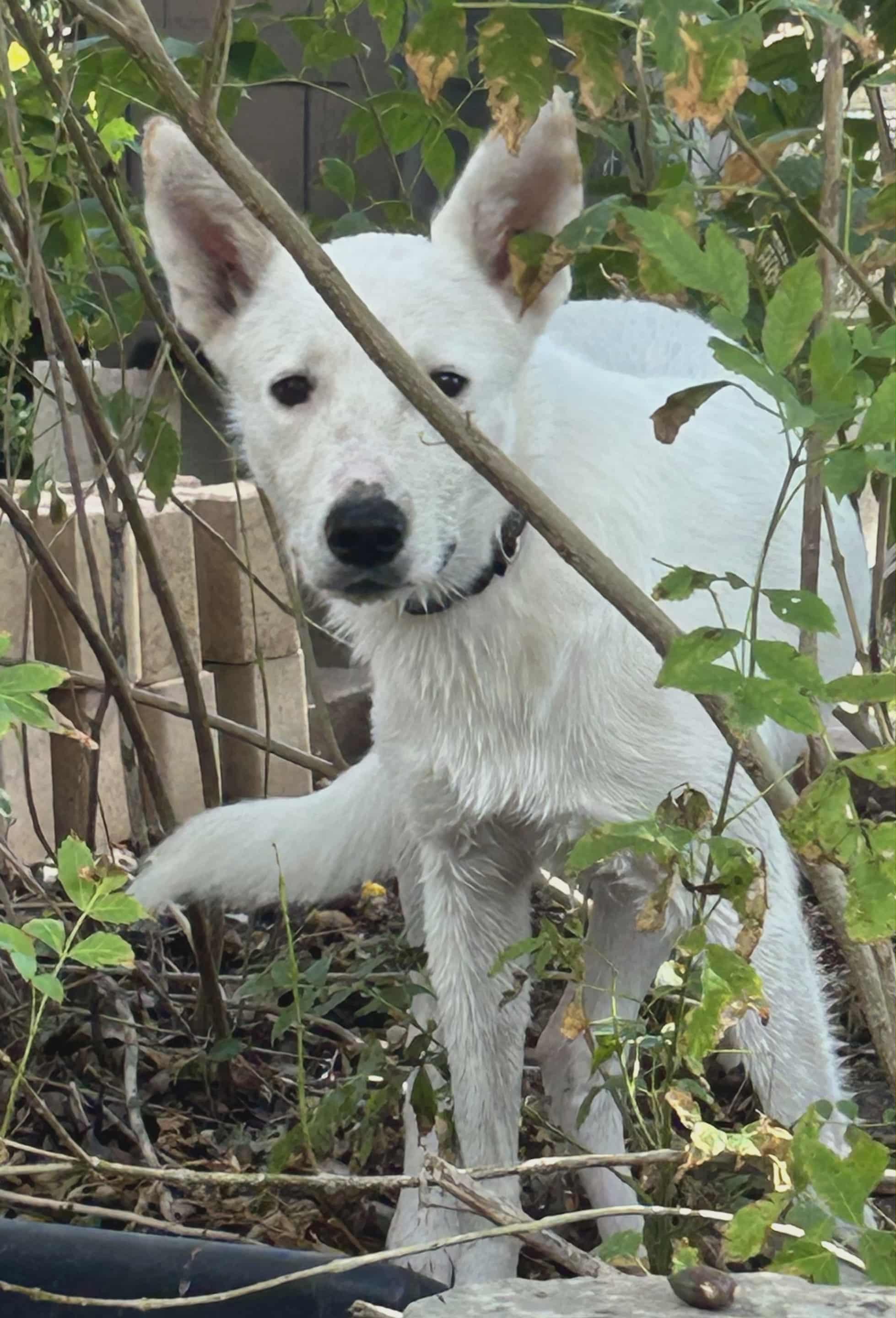 Dove, an adoptable Canaan Dog, Akbash in Boerne, TX, 78006 | Photo Image 6