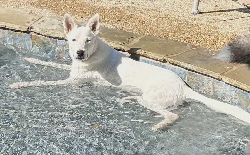 Dove, an adoptable Canaan Dog, Akbash in Boerne, TX, 78006 | Photo Image 2