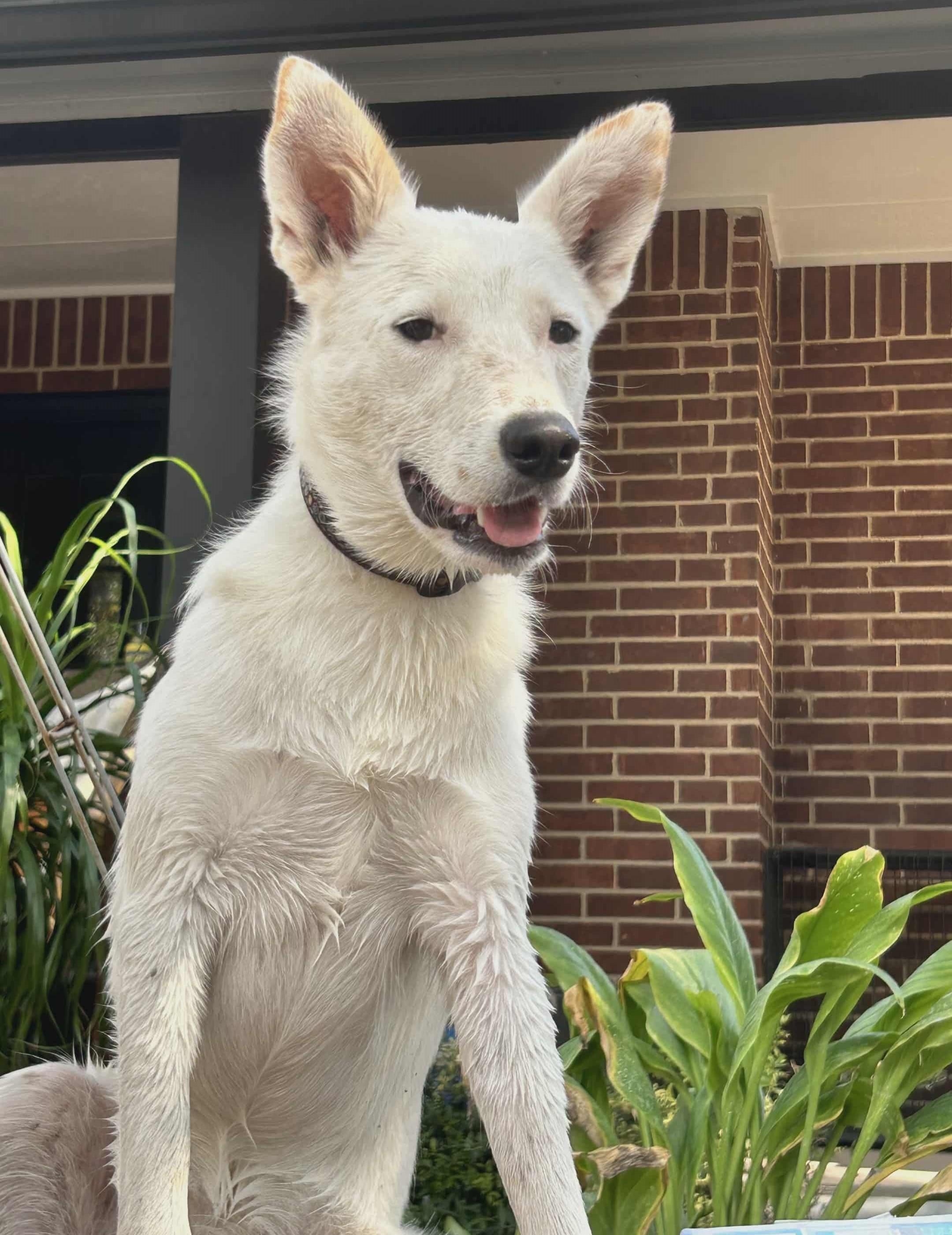 Dove, an adoptable Canaan Dog, Akbash in Boerne, TX, 78006 | Photo Image 3