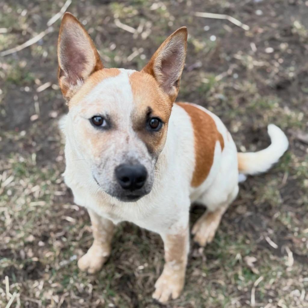 Enlarge Brumby, a Adoptable Cattle Dog in sun prairie, WI image 1/2